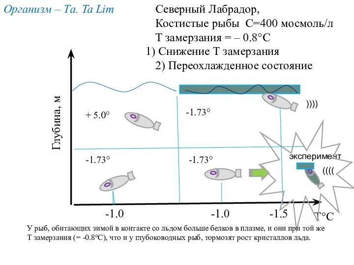 -1.0 -1.0 -1.5 -1.73° -1.73° -1.73° + 5.0° T°С Глубина, м