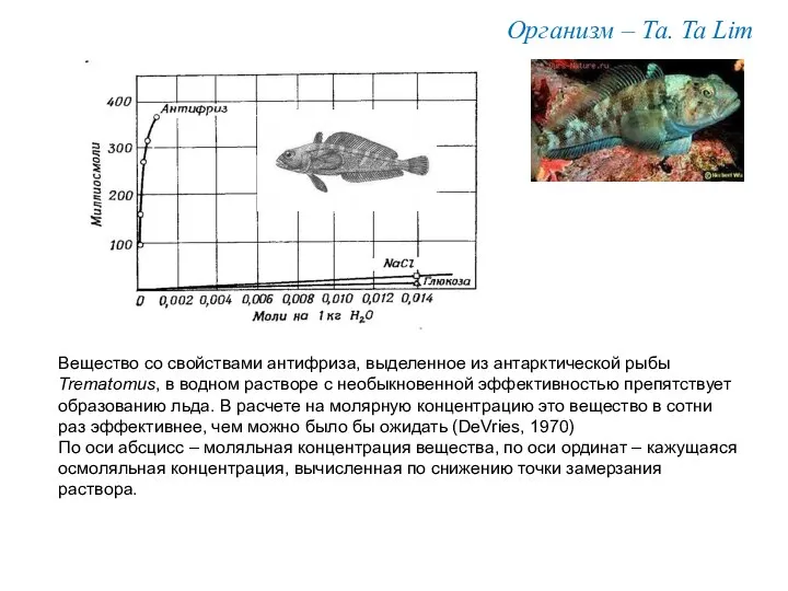 Вещество со свойствами антифриза, выделенное из антарктической рыбы Trematomus, в водном