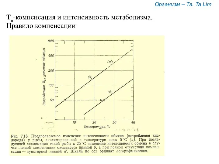 Та-компенсация и интенсивность метаболизма. Правило компенсации Организм – Та. Ta Lim