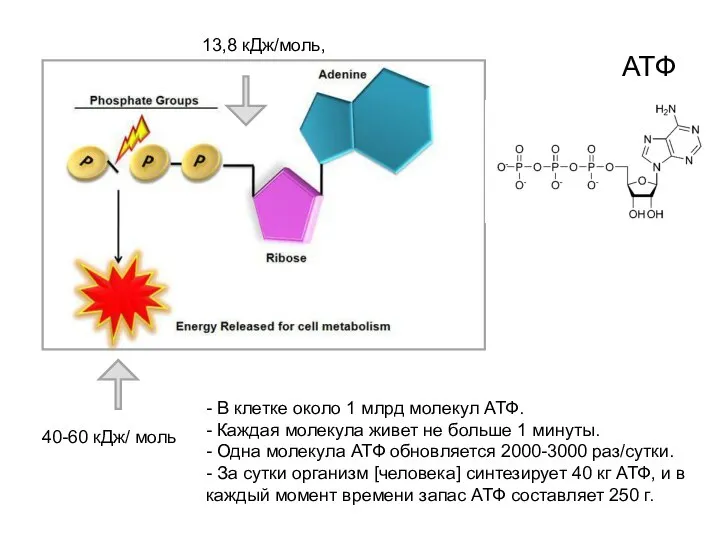 40-60 кДж/ моль 13,8 кДж/моль, АТФ - В клетке около 1