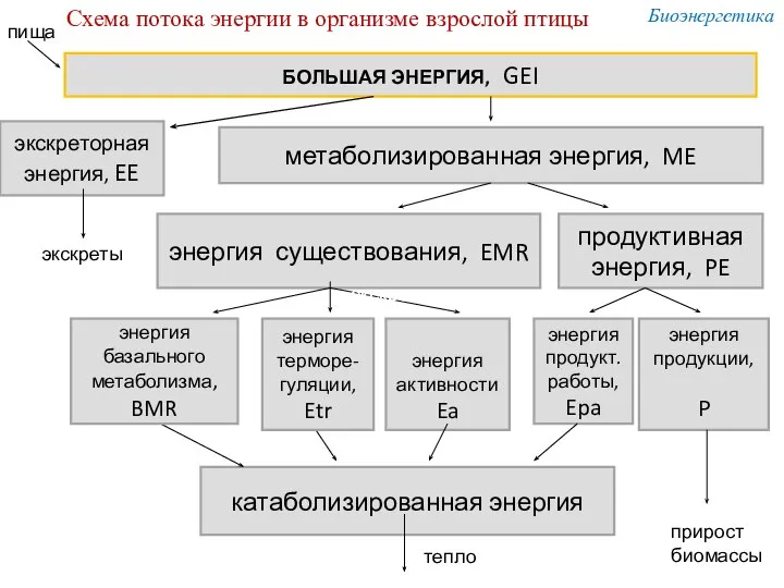 БОЛЬШАЯ ЭНЕРГИЯ, GEI экскреторная энергия, EE метаболизированная энергия, ME энергия существования,