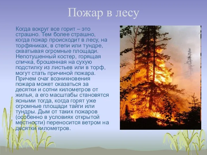 Пожар в лесу Когда вокруг все горит – это страшно. Тем