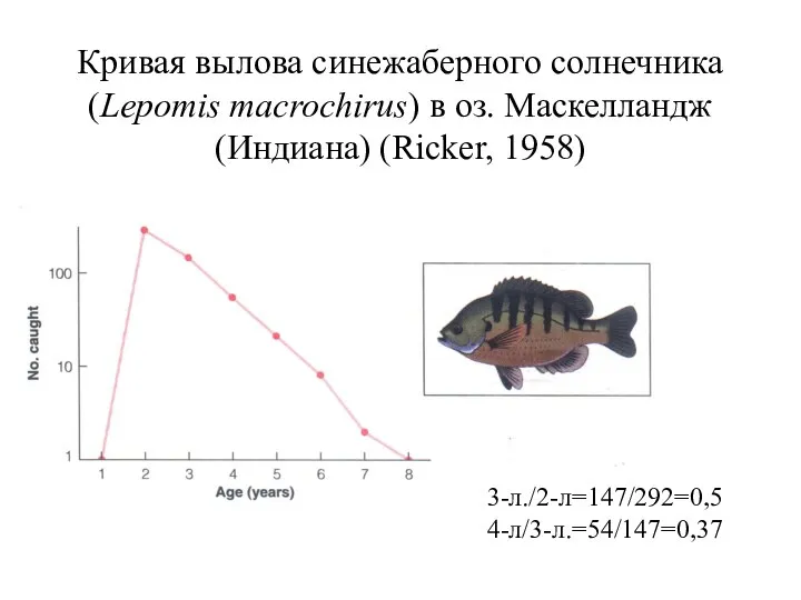 Кривая вылова синежаберного солнечника (Lepomis macrochirus) в оз. Маскелландж (Индиана) (Ricker, 1958) 3-л./2-л=147/292=0,5 4-л/3-л.=54/147=0,37