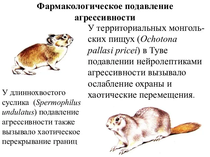 Фармакологическое подавление агрессивности У территориальных монголь-ских пищух (Ochotona pallasi pricei) в