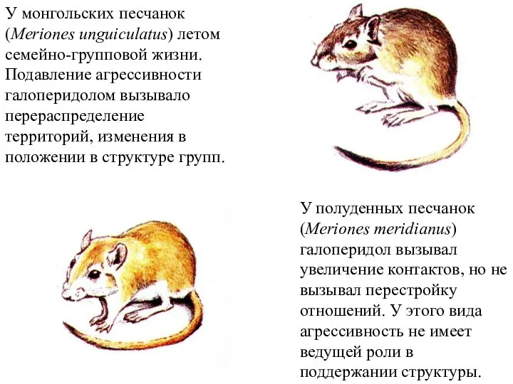 У монгольских песчанок (Meriones unguiculatus) летом семейно-групповой жизни. Подавление агрессивности галоперидолом