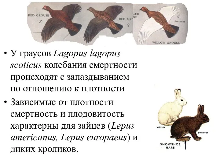 У граусов Lagopus lagopus scoticus колебания смертности происходят с запаздыванием по