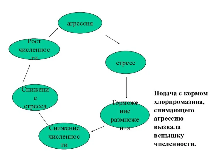 агрессия стресс Торможение размножения Снижение численности Снижение стресса Рост численности Подача