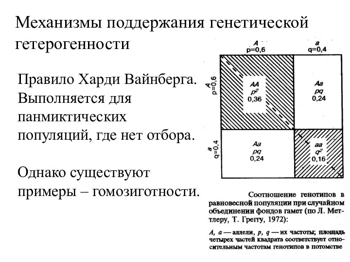 Механизмы поддержания генетической гетерогенности Правило Харди Вайнберга. Выполняется для панмиктических популяций,