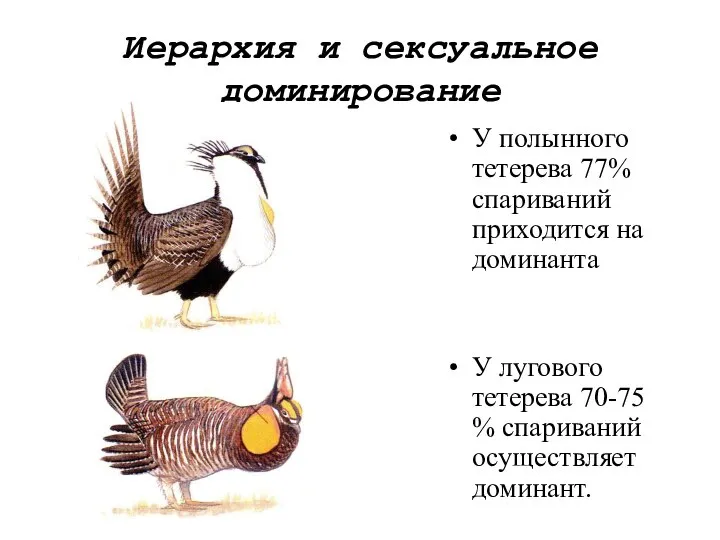 Иерархия и сексуальное доминирование У полынного тетерева 77% спариваний приходится на