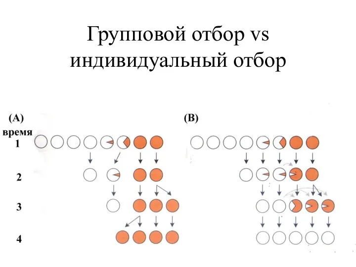 Групповой отбор vs индивидуальный отбор