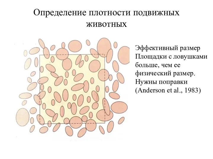 Определение плотности подвижных животных Эффективный размер Площадки с ловушками больше, чем