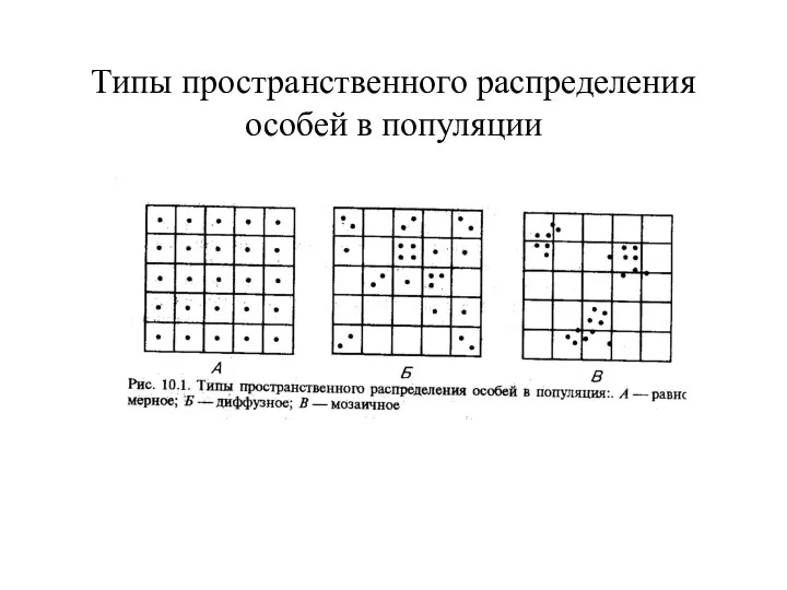 Типы пространственного распределения особей в популяции