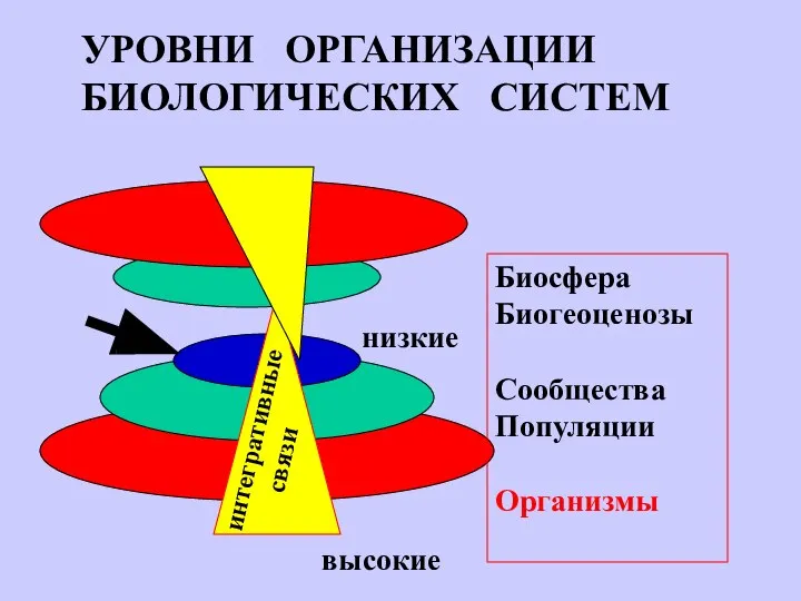 Биосфера Биогеоценозы Сообщества Популяции Организмы УРОВНИ ОРГАНИЗАЦИИ БИОЛОГИЧЕСКИХ СИСТЕМ интегративные связи высокие низкие