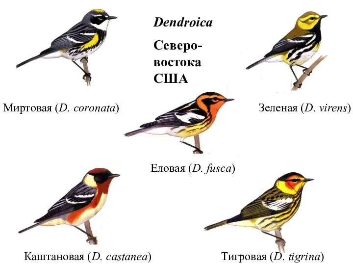 Миртовая (D. coronata) Зеленая (D. virens) Тигровая (D. tigrina) Еловая (D.