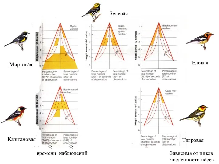 Миртовая Еловая Зеленая Каштановая Тигровая Зависима от пиков численности насек. % % времени наблюдений