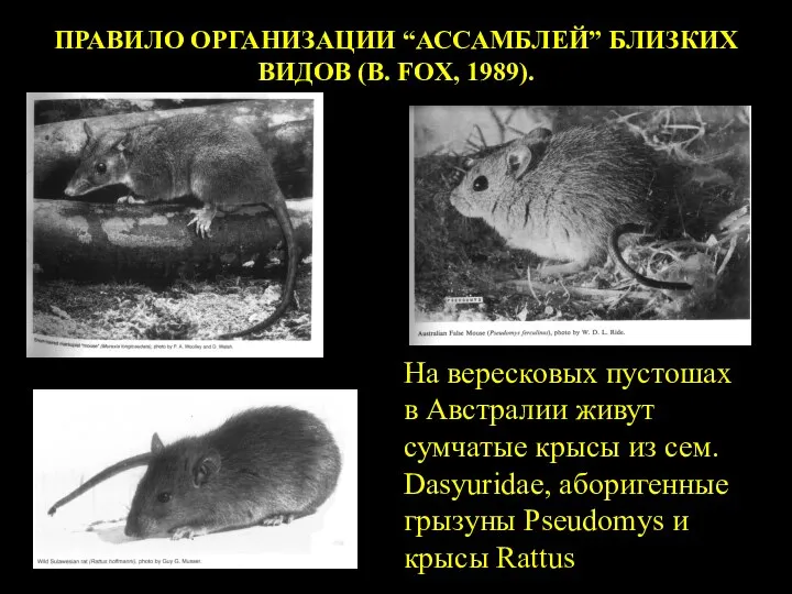 ПРАВИЛО ОРГАНИЗАЦИИ “АССАМБЛЕЙ” БЛИЗКИХ ВИДОВ (B. FOX, 1989). RATTUS PSEUDOMYS DASIURIDS