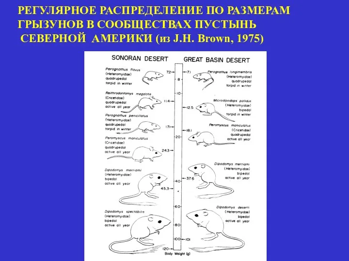 РЕГУЛЯРНОЕ РАСПРЕДЕЛЕНИЕ ПО РАЗМЕРАМ ГРЫЗУНОВ В СООБЩЕСТВАХ ПУСТЫНЬ СЕВЕРНОЙ АМЕРИКИ (из J.H. Brown, 1975)