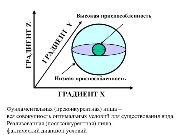 Фундаментальная (преконкурентная) ниша – вся совокупность оптимальных условий для существования вида