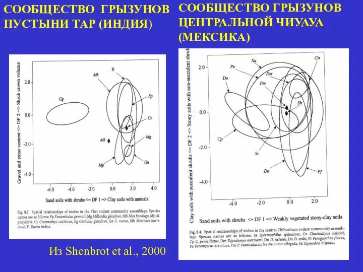 СООБЩЕСТВО ГРЫЗУНОВ ПУСТЫНИ ТАР (ИНДИЯ) СООБЩЕСТВО ГРЫЗУНОВ ЦЕНТРАЛЬНОЙ ЧИУАУА (МЕКСИКА) Из Shenbrot et al., 2000