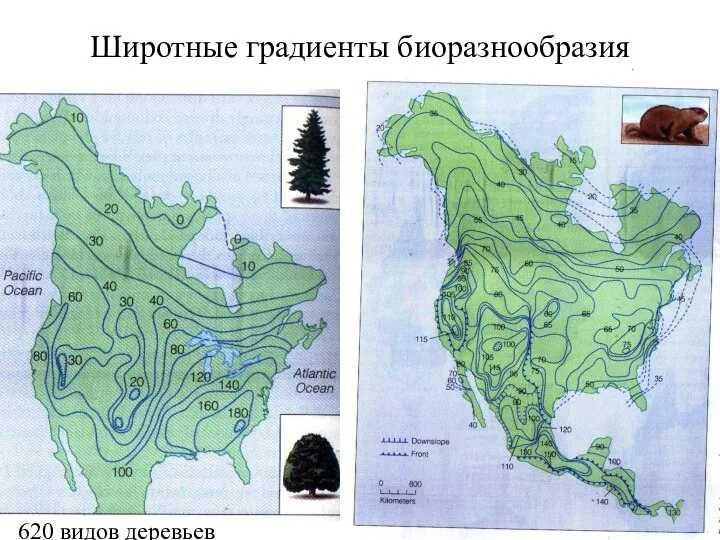 Широтные градиенты биоразнообразия 620 видов деревьев