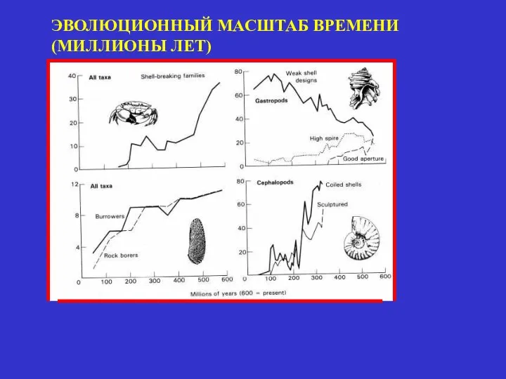 ЭВОЛЮЦИОННЫЙ МАСШТАБ ВРЕМЕНИ (МИЛЛИОНЫ ЛЕТ)