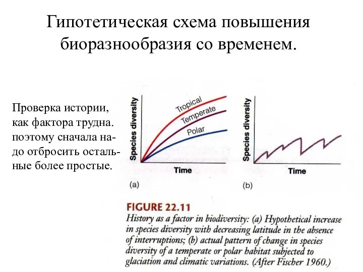 Гипотетическая схема повышения биоразнообразия со временем. Проверка истории, как фактора трудна.