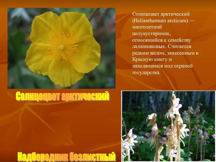 Солнцецвет арктический Солнцецвет арктический (Helianthemum arcticum) — многолетний полукустарнник, относящийся к