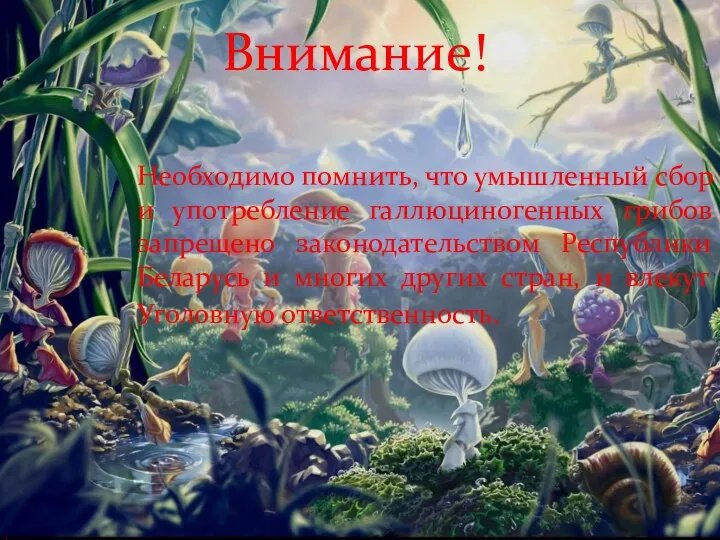 Внимание! Необходимо помнить, что умышленный сбор и употребление галлюциногенных грибов запрещено