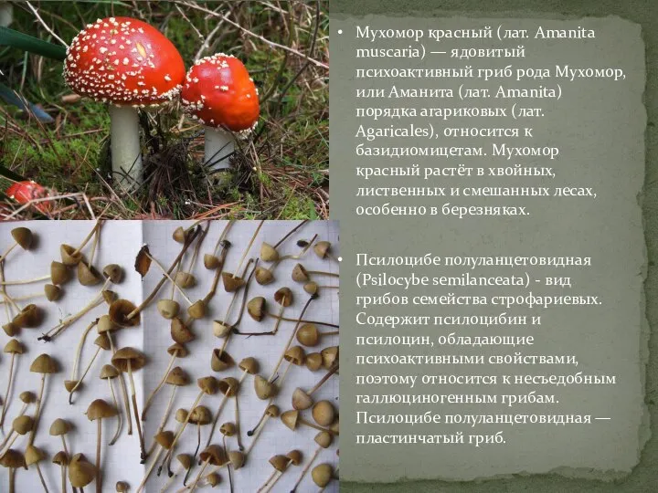 Мухомор красный (лат. Amanita muscaria) — ядовитый психоактивный гриб рода Мухомор,