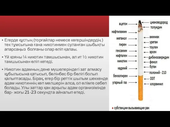 Егерде құстың (торғайлар немесе көгершіндердің )тек тұмсығына ғана никотинмен суланған шыбықты