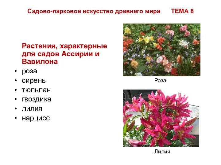 Садово-парковое искусство древнего мира ТЕМА 8 Растения, характерные для садов Ассирии