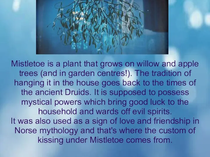 Mistletoe is a plant that grows on willow and apple trees