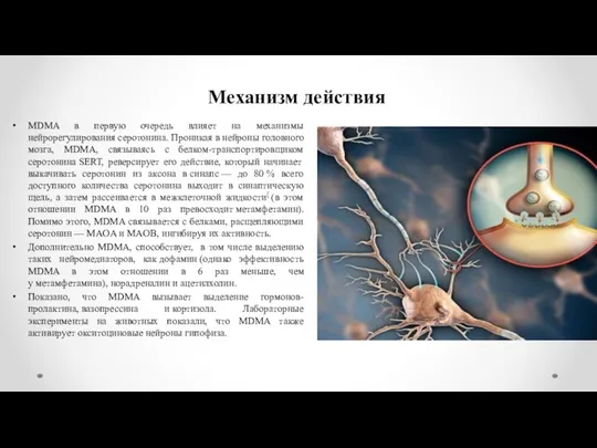 Механизм действия MDMA в первую очередь влияет на механизмы нейрорегулирования серотонина.