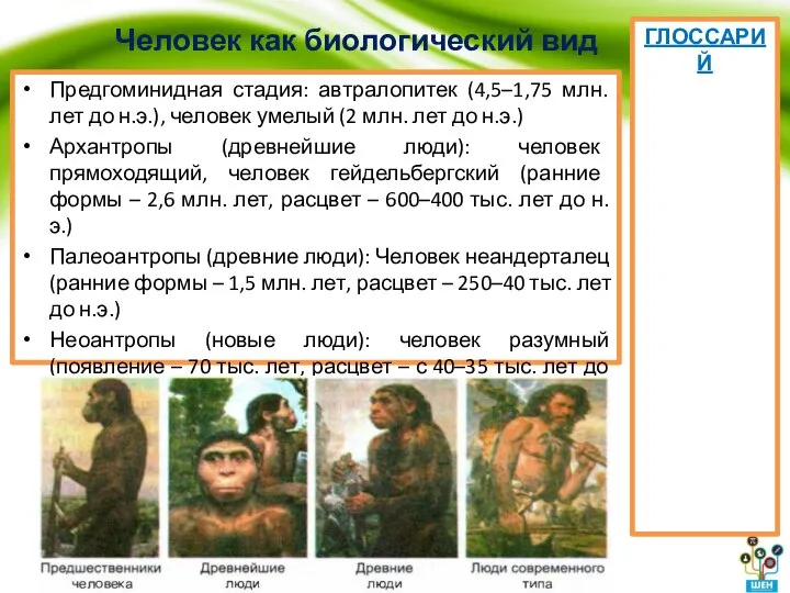 Человек как биологический вид Предгоминидная стадия: автралопитек (4,5–1,75 млн. лет до