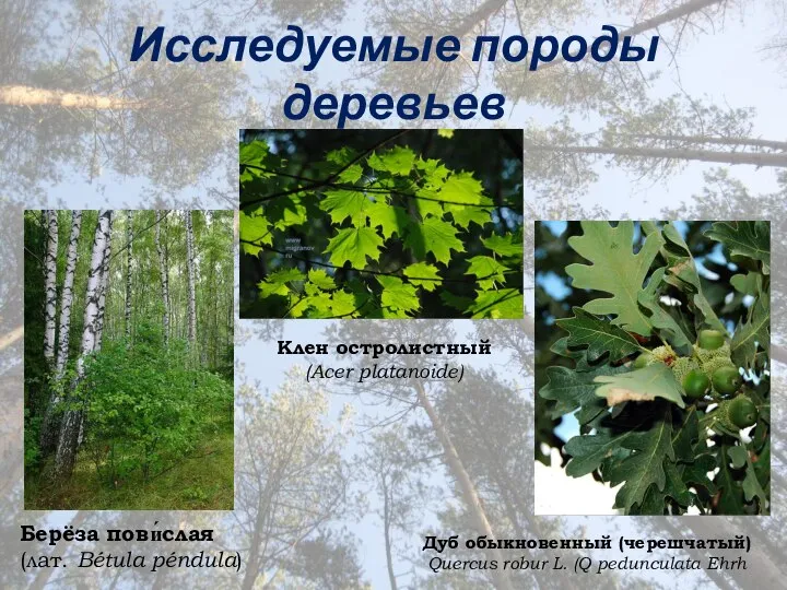 Берёза пови́слая (лат. Bétula péndula) Исследуемые породы деревьев Дуб обыкновенный (черешчатый)