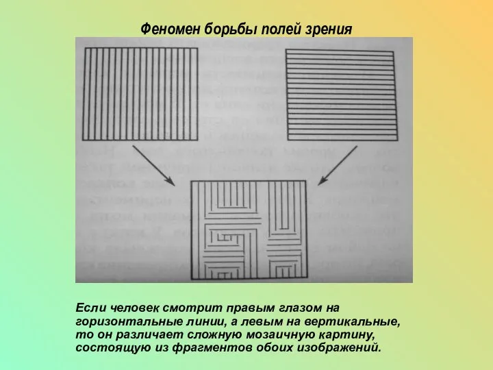 Феномен борьбы полей зрения Если человек смотрит правым глазом на горизонтальные