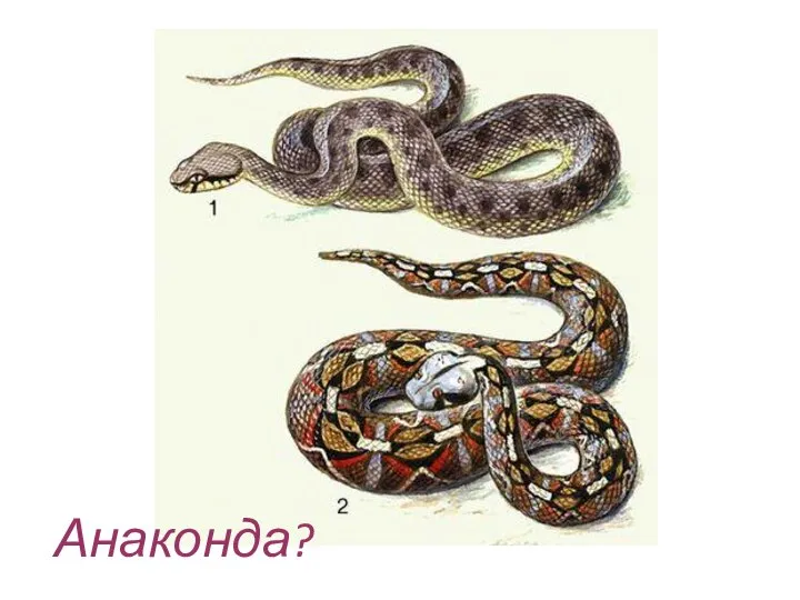 Анаконда?