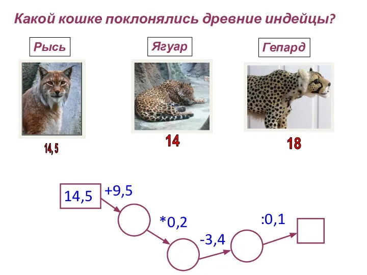 Какой кошке поклонялись древние индейцы? 14,5 +9,5 *0,2 -3,4 :0,1 Рысь