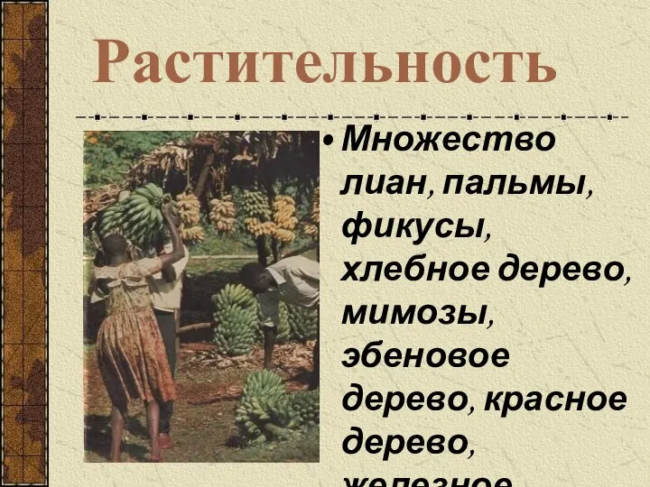 Растительность Множество лиан, пальмы, фикусы, хлебное дерево, мимозы, эбеновое дерево, красное