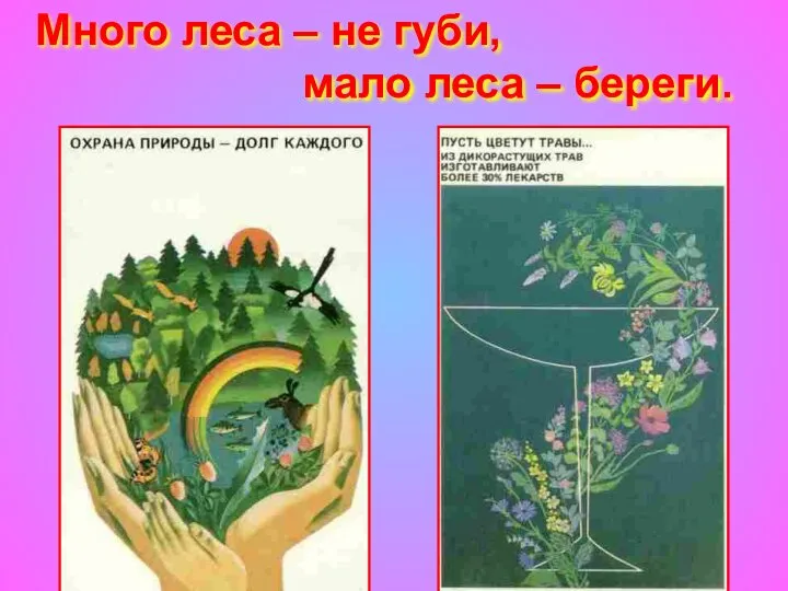 Много леса – не губи, мало леса – береги.