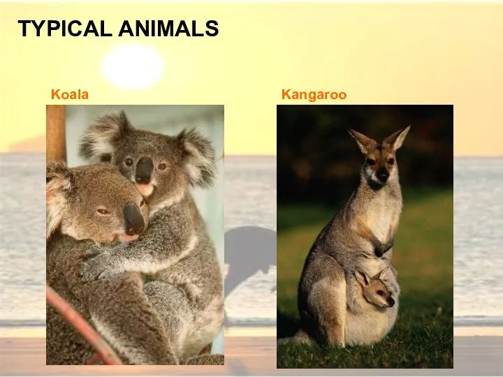TYPICAL ANIMALS Koala Kangaroo