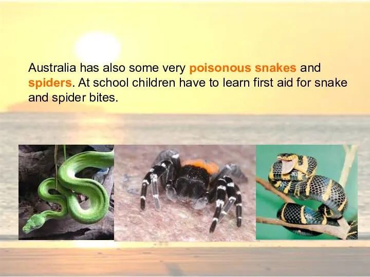 Australia has also some very poisonous snakes and spiders. At school