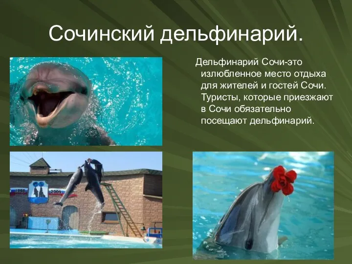 Сочинский дельфинарий. Дельфинарий Сочи-это излюбленное место отдыха для жителей и гостей