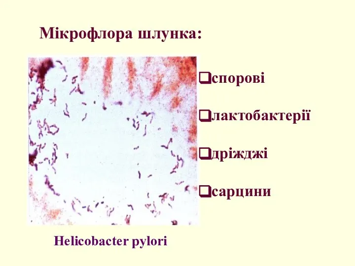 Мікрофлора шлунка: Helicobacter pylori спорові лактобактерії дріжджі cарцини