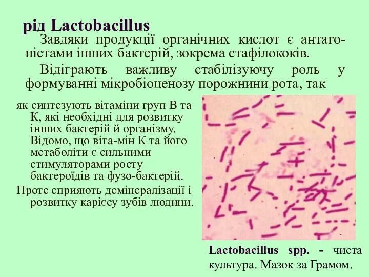 рід Lactobacillus як синтезують вітаміни груп В та К, які необхідні