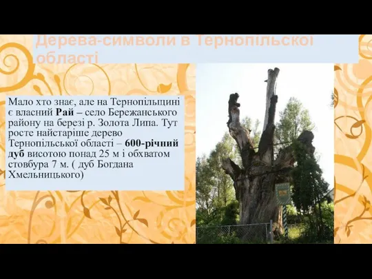 Дерева-символи в Тернопільскої області Мало хто знає, але на Тернопільщині є