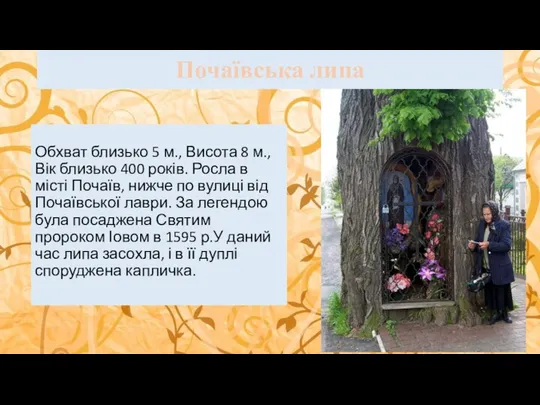 Почаївська липа Обхват близько 5 м., Висота 8 м., Вік близько