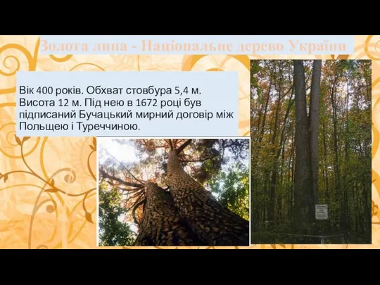 Вік 400 років. Обхват стовбура 5,4 м. Висота 12 м. Під