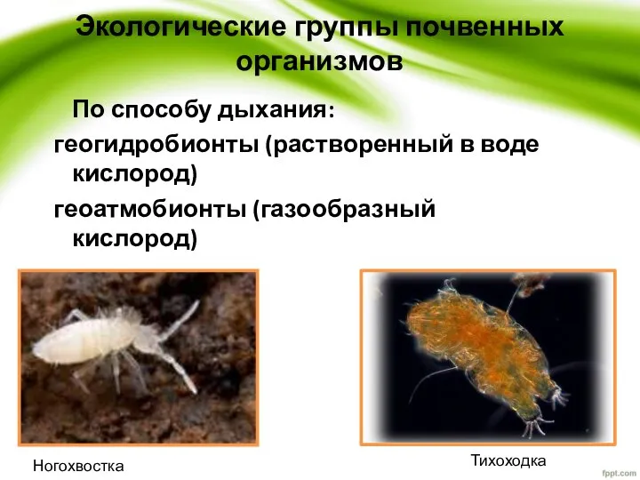 Экологические группы почвенных организмов По способу дыхания: геогидробионты (растворенный в воде