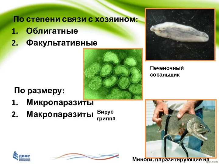 По степени связи с хозяином: Облигатные Факультативные По размеру: Микропаразиты Макропаразиты